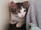Chaton c&acirc;lin recherche famille 