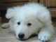 berger blanc suisse pour famille 