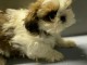 Magnifique  chiot shih tzu  &agrave; donner
