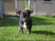Magnifique  chiot Chihuahua &agrave; donner