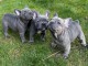  chiots bouledogue fran&ccedil;ais  A DONNER 