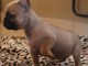 Chiots Bouledogue fran&ccedil;ais a donner 