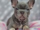 Chiots Bouledogues Fran&ccedil;ais Bleus