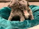 Chiots bouledogue fran&ccedil;ais A DONNER 