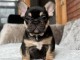  Chiots bouledogue fran&ccedil;ais A DONNER 