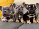  Chiots bouledogue fran&ccedil;ais A DONNER 