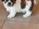 Magnifique  chiot shih tzu &agrave; donner
