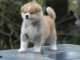 Magnifique chiot Akita Inu &agrave; donner 