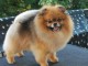 Magnifique  chiot Spitz nain &agrave; donner 