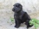 Magnifique chiot Berger belge &agrave; donner 