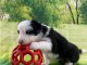 Magnifique  chiot Border Collie  &agrave; donner 