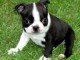 Magnifique  chiot Boston terrier &agrave; donner 