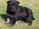 Magnifique chiot berger allemand  &agrave; donner 