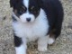 Magnifique chiot berger australien &agrave; donner 