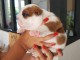 Chiot bouledogue fran&ccedil;ais a donner