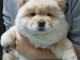 chiots chow chow pour famille