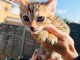 Chatons Bengal a donner 
