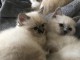 Chatons Sacr&eacute; de Birmanie DISPO DE SUITE 