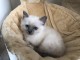  Chatons Sacr&eacute; de Birmanie DISPO DE SUITE 
