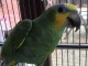 Perroquet amazone ail&eacute; orange