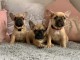  Adorables chiots bouledogue fran&ccedil;ais