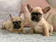 Adorables chiots bouledogue fran&ccedil;ais