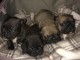 Superbes chiots de bouledogue fran&ccedil;ais de Champion Lines