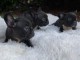 Chiots bouledogue fran&ccedil;ais Dna moelleux rares
