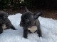 Chiots bouledogue fran&ccedil;ais Dna moelleux rares