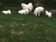 Magnifiques Chiots Samoy&egrave;de Pure Race