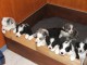  Magnifiques Chiots Border Collie Pure Race