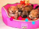  Magnifiques Chiots Spitz Nain Pom&eacute;ranien Pure Race