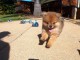 chiots type Pom&eacute;ranien loof a donner 