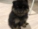  chiot de Pom&eacute;ranie a donner 