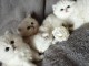 SUPERBES CHATONS M&Acirc;LES ET  FEMELLE PERSAN GOLDEN SHADED