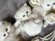 SUPERBES CHATONS M&Acirc;LES ET  FEMELLE PERSAN GOLDEN SHADED