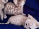 3 chatons Bengal a donn&eacute; contre bon soins