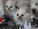 Chatons Sacr&eacute; De Birmanie 