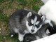Jolie boule chiot Husky sib&eacute;rien femelle 