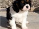 Jolie Chiot cavalier king charles femelle 