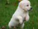 A c&eacute;der Chiot golden retriever femelle 