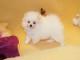 Chiot de france Spitz pom&eacute;ranien