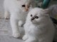 Superbe chatons Sacr&eacute; de Birmanie