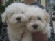 chiot coton de tulear 