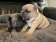 Chiot bouledogue fran&ccedil;ais fauve bleu 