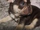 Chiots bouledogue fran&ccedil;ais fauve bleu 