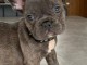 Chiots bouledogue fran&ccedil;ais fauve bleu 