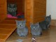 Magnifiques chatons Chatreux