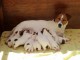 Sublimes Chiots Jack Russel Pure Race