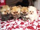 Magnifiques Chiots Spitz Nain Pom&eacute;ranien Pure Race